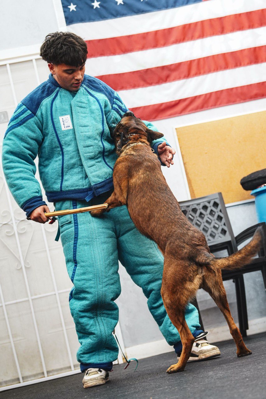 Trainer in protective suit working a controlled aggression rehabilitation session
