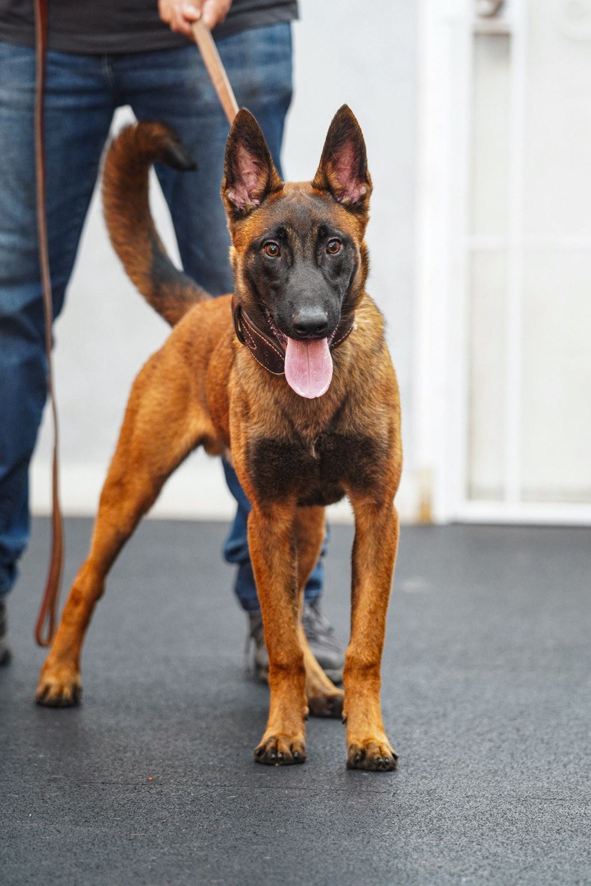 Belgian Malinois on leash during an obedience training session