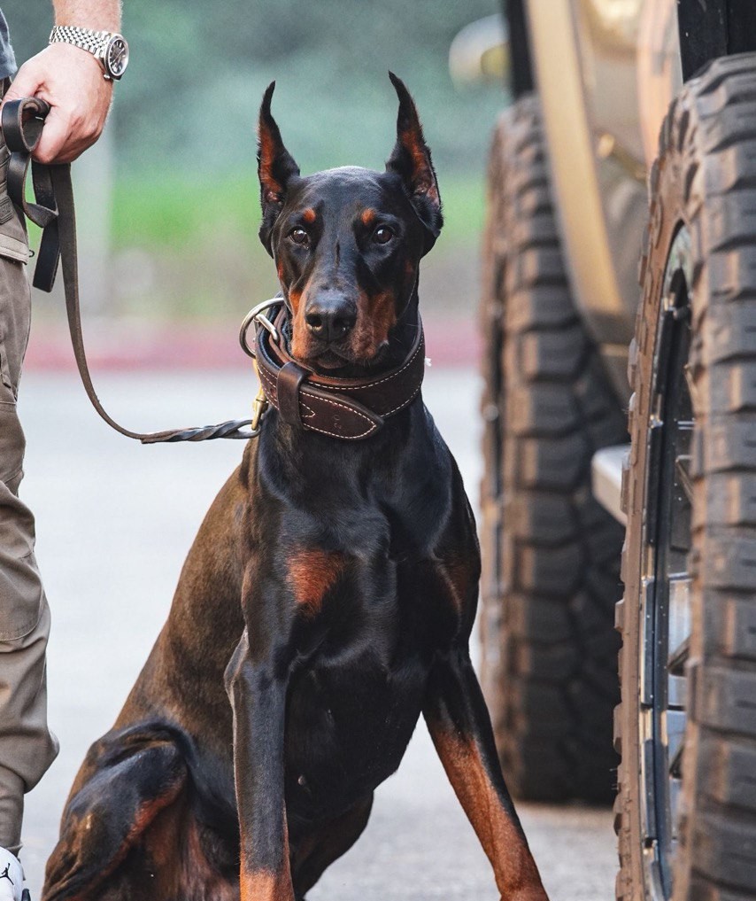 Doberman Pinscher on leash during a training session