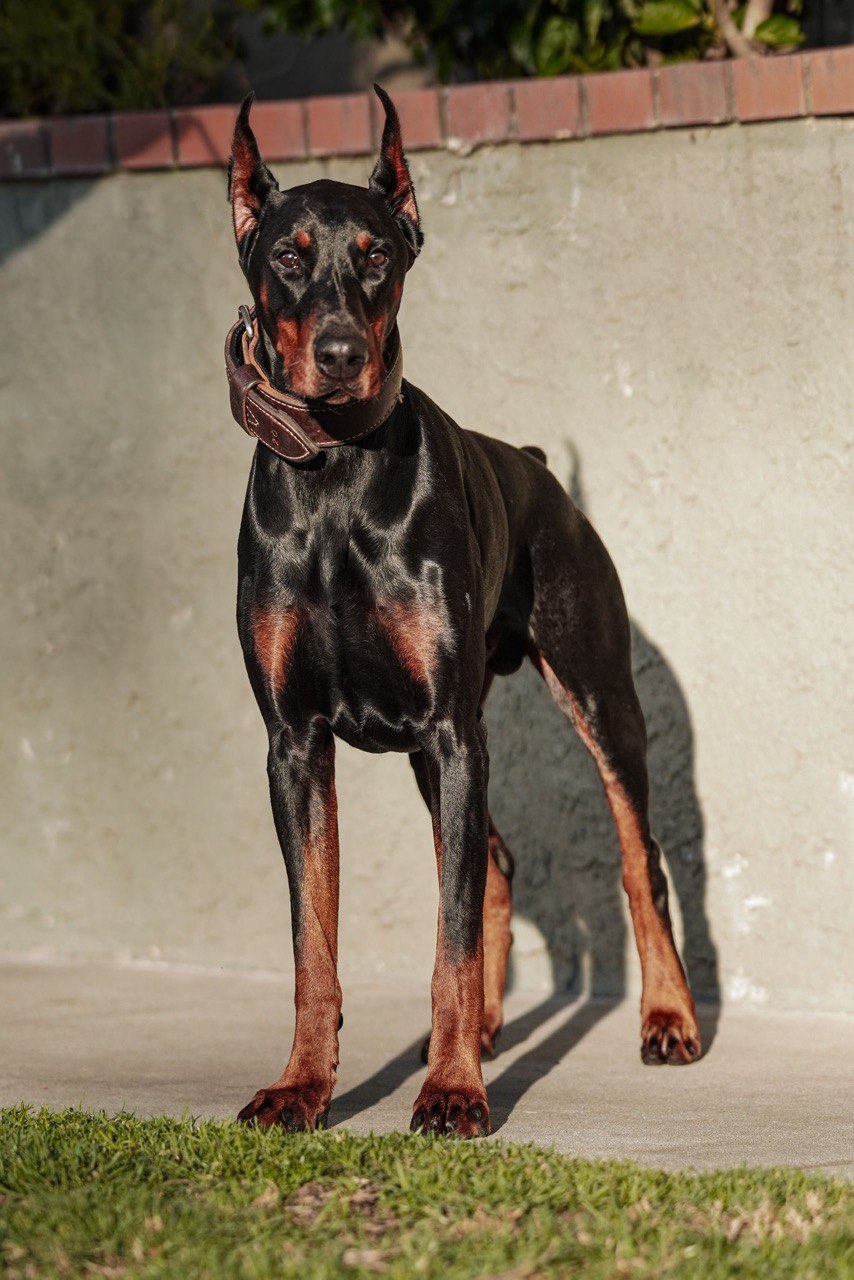 Doberman standing outdoors, representing obedience training