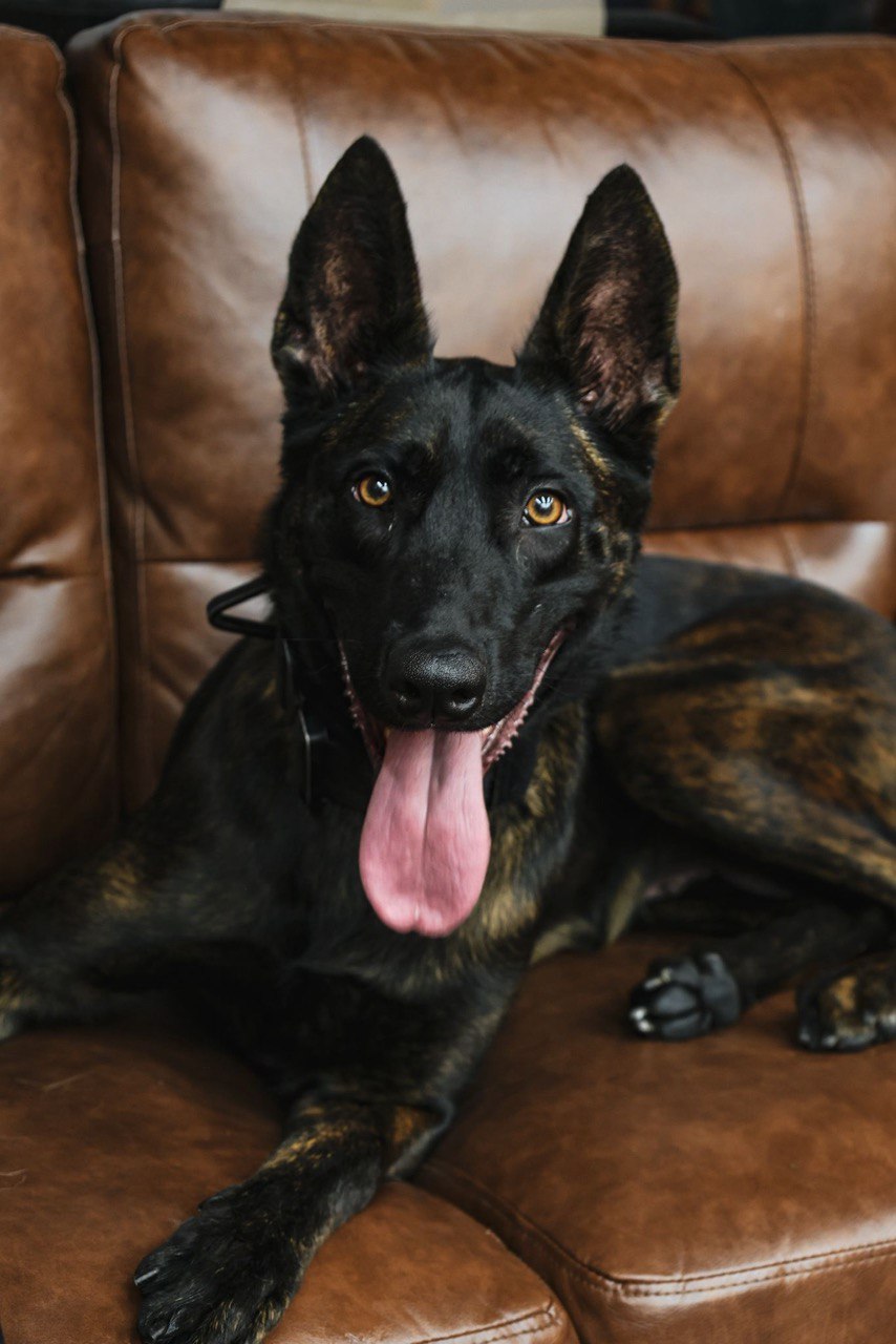 Dutch Shepherd resting indoors between training sessions