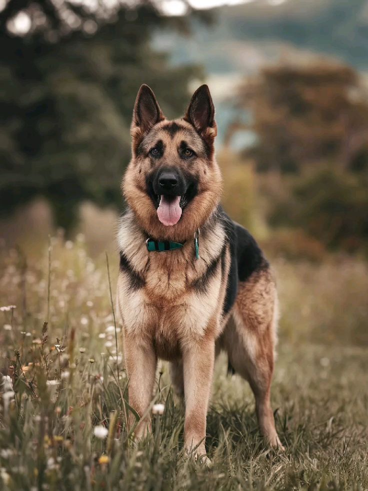 German Shepherd standing outdoors during obedience training