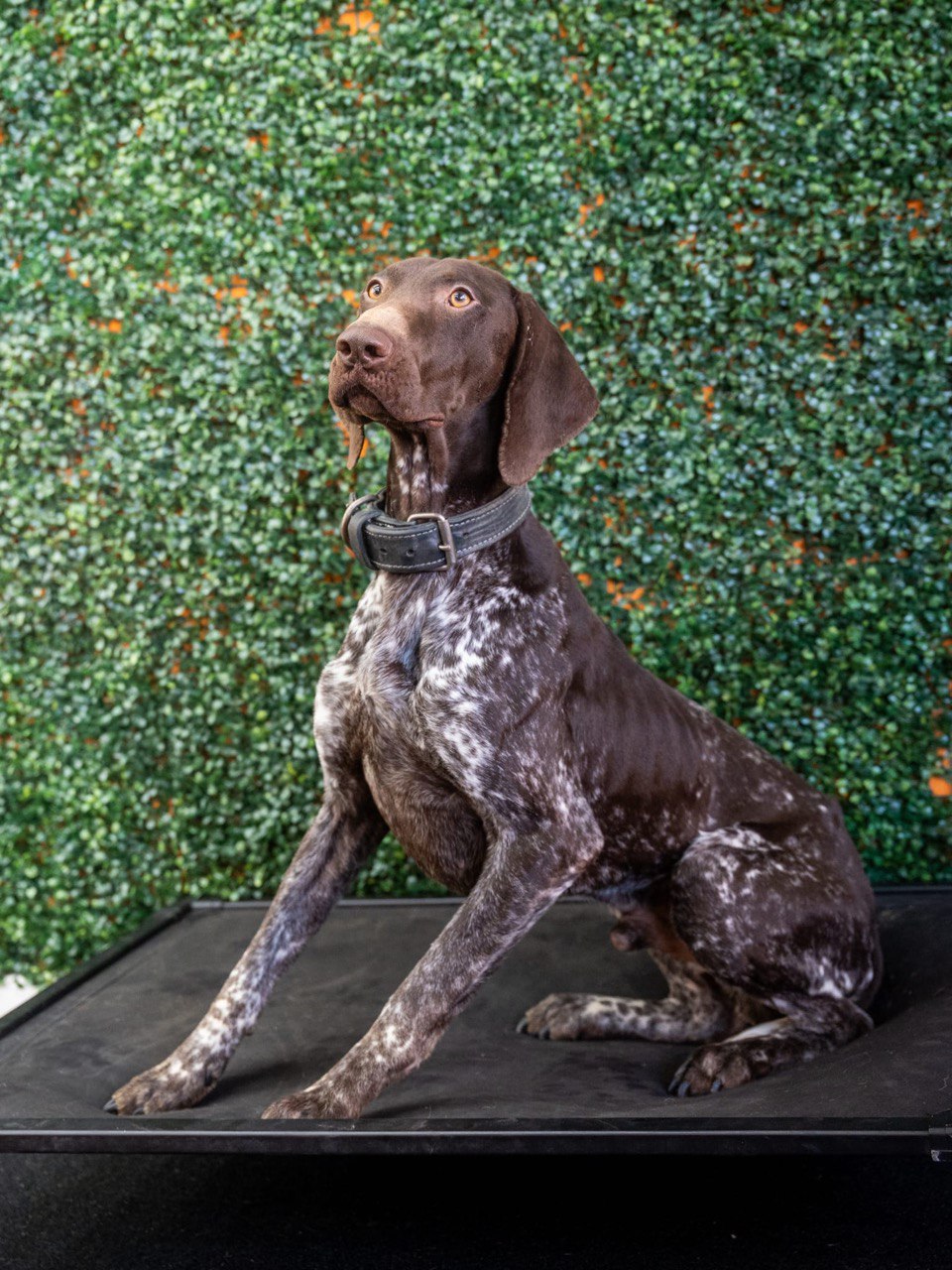 Pointer practicing obedience with a trainer in a park
