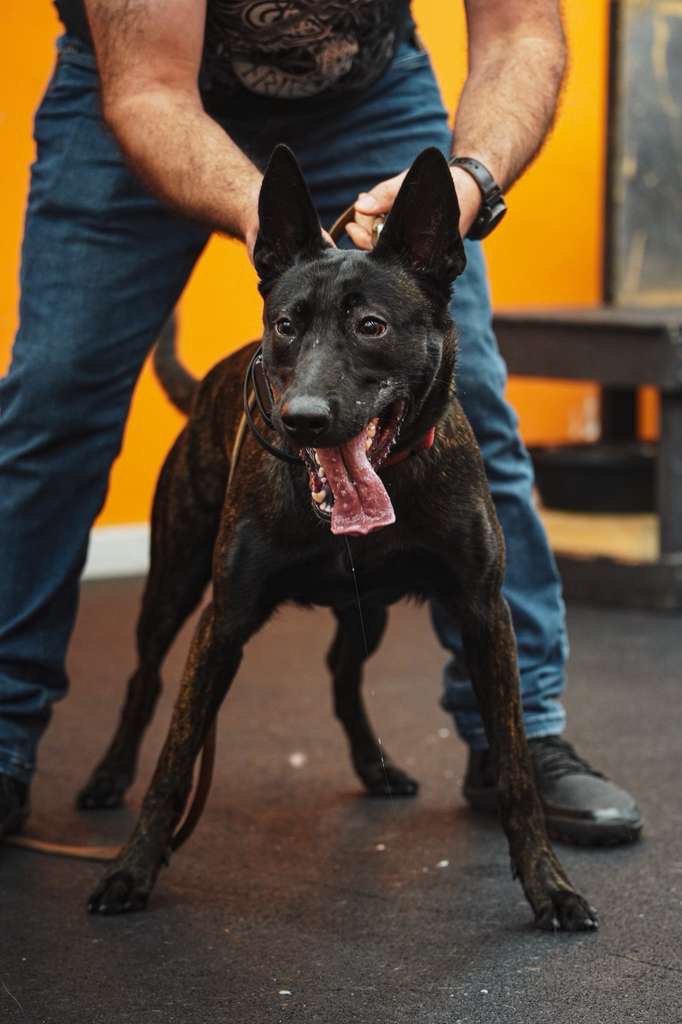 Belgian Malinois with handler during a service dog training session